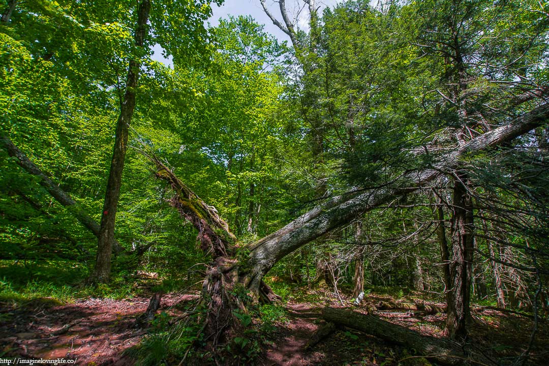 Fallen Tree